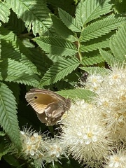 Coenonympha tullia