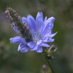 Cichorium intybus