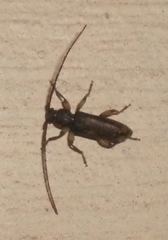 Tylonotus bimaculatus