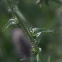 Cichorium intybus
