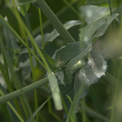 Cichorium intybus