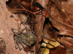 Rusty Spider Wasp