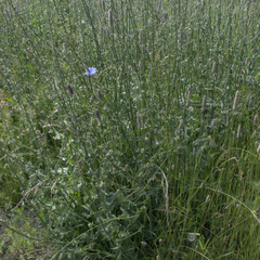 Cichorium intybus