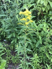 Solidago leavenworthii