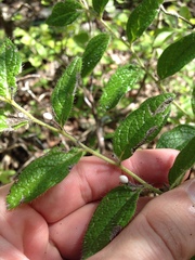 Lithospermum helleri