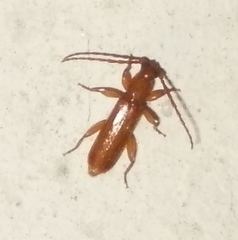 Smodicum cucujiforme