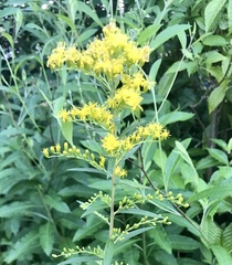 Solidago leavenworthii