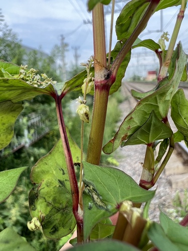 Fagopyrum tataricum iNat (1)