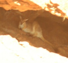 Petrogale brachyotis