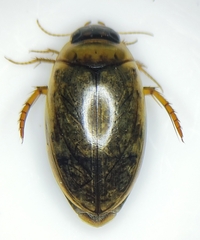 Agabus conspersus