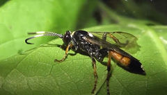 Ichneumon confusor