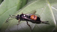 Ichneumon confusor