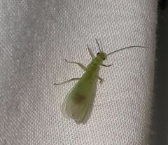 Alloperlini