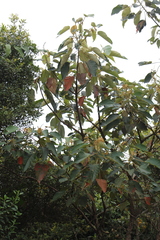 Croton mutisianus, photograph (c) GERMAN LEONEL SARMIENTO CRUZ, some rights reserved (CC BY)