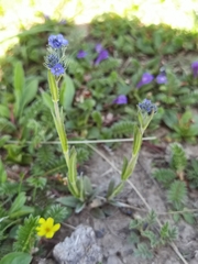 Veronica ciliata