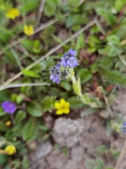 Veronica ciliata