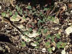 Euphorbia villifera