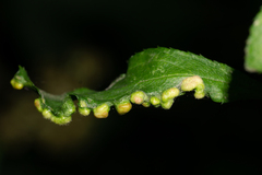 Eriophyes similis