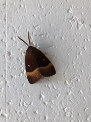 Lasiocampa quercus