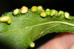 Eriophyes similis