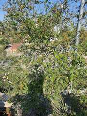 Jasminum grandiflorum