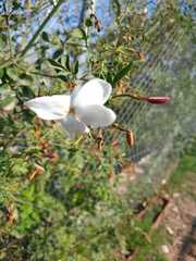 Jasminum grandiflorum