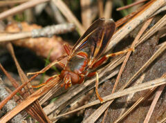 Teuchocnemis bacuntius