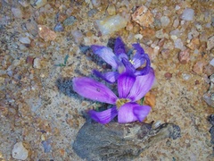 Syringodea longituba