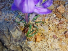 Syringodea longituba