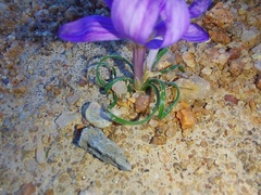 Syringodea longituba