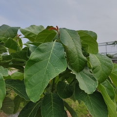 Terminalia bellirica