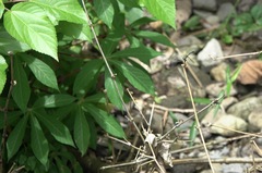 Paragomphus balneorum