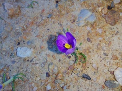 Syringodea longituba