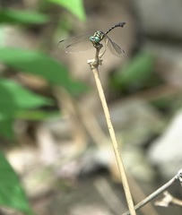 Paragomphus balneorum