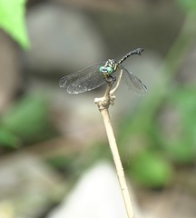 Paragomphus balneorum