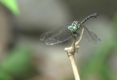 Paragomphus balneorum