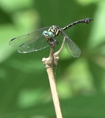 Paragomphus balneorum