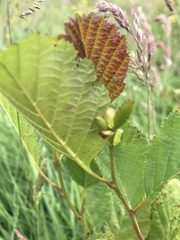Alnus glutinosa