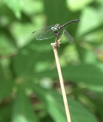 Paragomphus balneorum
