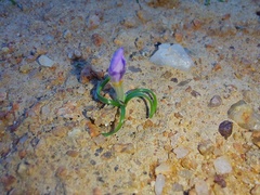 Syringodea longituba