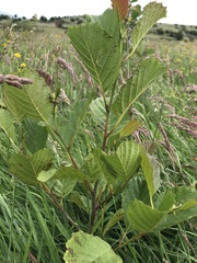 Alnus glutinosa
