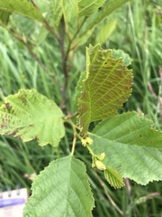 Alnus glutinosa