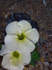 Oxalis pulchella