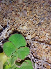 Oxalis pulchella