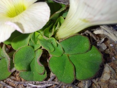 Oxalis pulchella