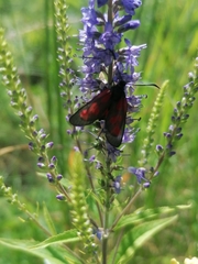 Zygaena viciae