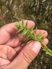 Stellaria littoralis