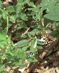 Leptosia nina