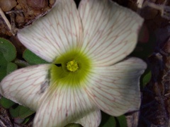 Oxalis pulchella