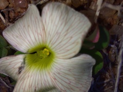 Oxalis pulchella